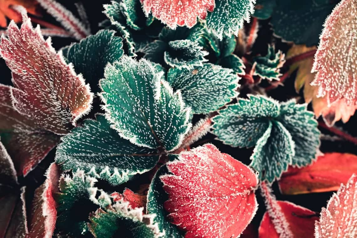 red and green plant with water droplets